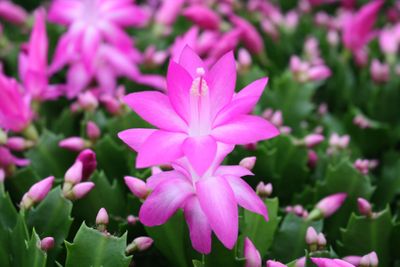 Schlumbergera roze ( Lidcactus )