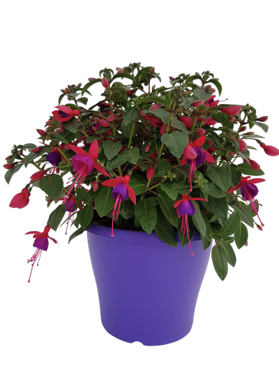 Fuchsia staand p19 h20