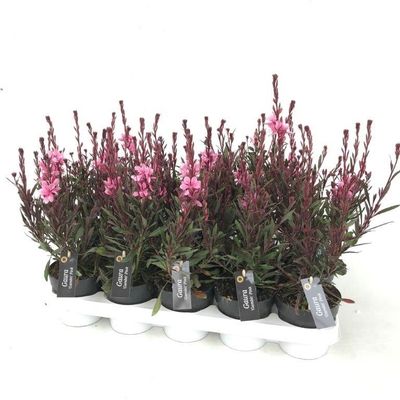 Gaura of prachtkaars  p12 h25
