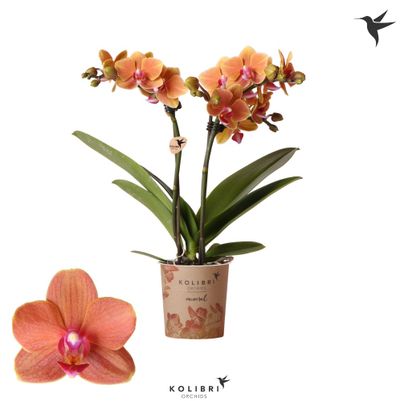 Phalaenopsis 2 tak 'bolzano' oranje