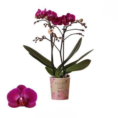 Phalaenopsis2 branche 'moreli' violet