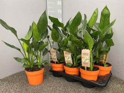 Strelitzia nicolai ( Oiseau de paradis )