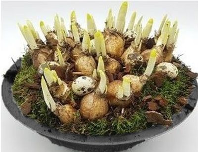 Arrangement narcis zink p29 h20