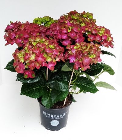 Hortensia rembrand rood p15 h40