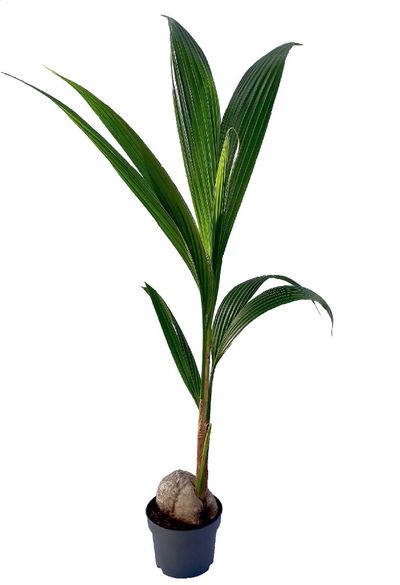 "la palmier coco elégant"