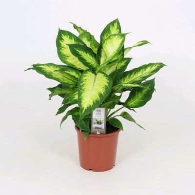 Canne des muets Camilla