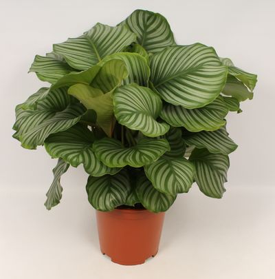 Calathea orbifolia