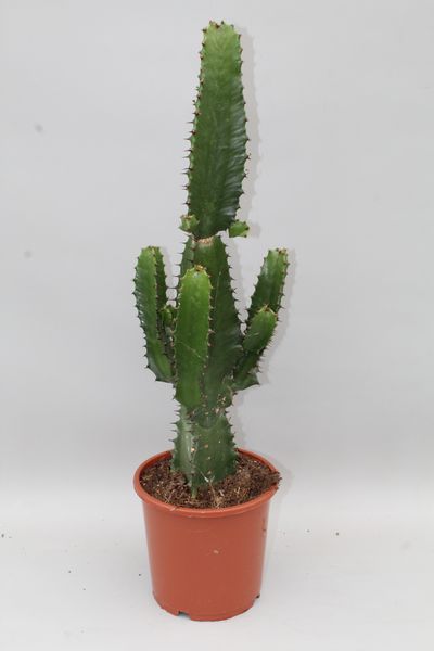 Euphorbia acruensis