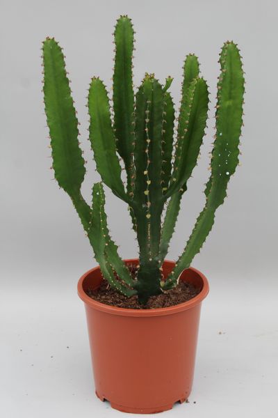 Euphorbia triangularis