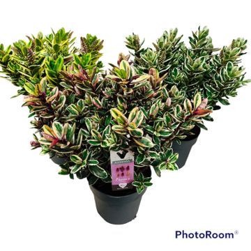 Hebe addenda katrina