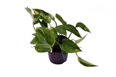 Epipremnum Pinnatum 'Aureum' 