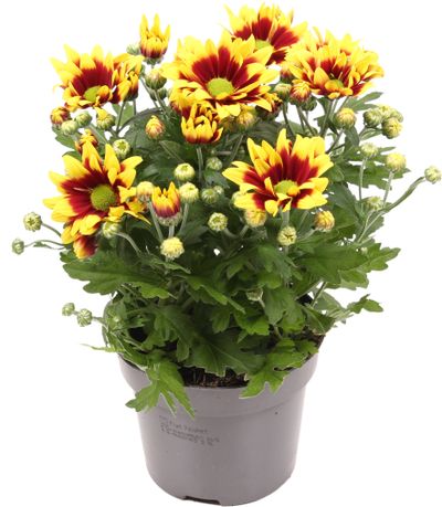 Chrysanthème Rebel