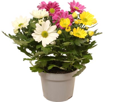 Chrysanthème Carnaval
