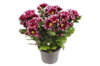 Chrysanthème Ciao