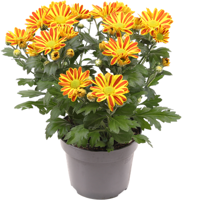 Chrysanthème HoiHoi