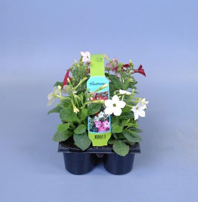 Nicotiana mix zaai in 6pack