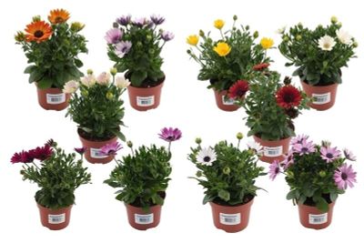 Spaase margriet p10,5 h20
