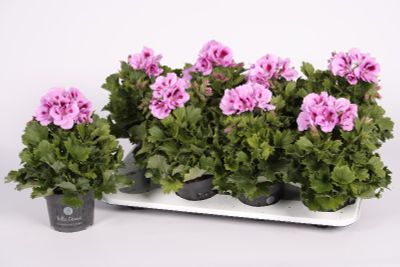 Pelargonium grandiflorum of franse geranium p12 h25