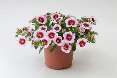 Annuels