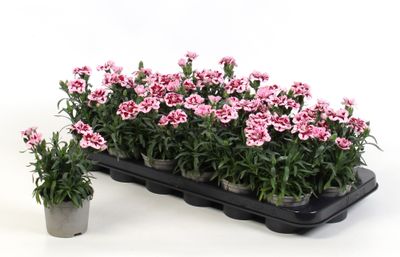 Dianthus of anjer nelken mix p9 h15