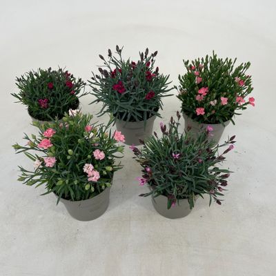 Dianthus diantica mix