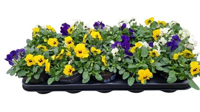 Violette cornue trio