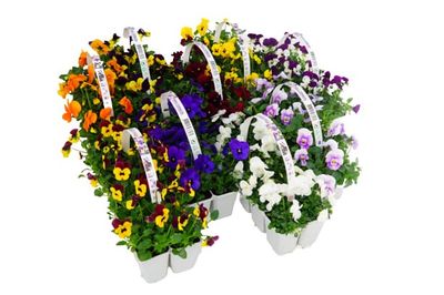 Viola cornuta (Hoornviool) 10-pack