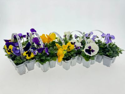 Grootbloemige Viool (Viola F1) 10-pack