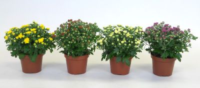 Chrysanthemum Gardenmum Carnaval ( chrysanthèmes )