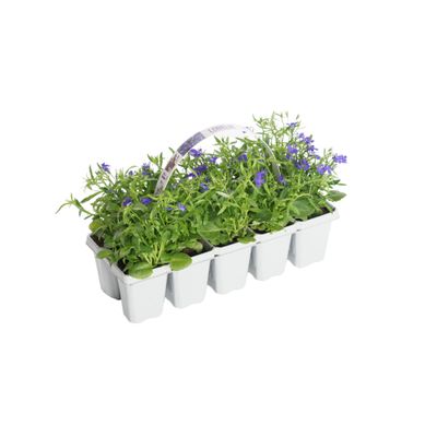 Lobelia erinus 