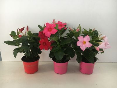 Mandevilla p10,5 lang bloeiend 