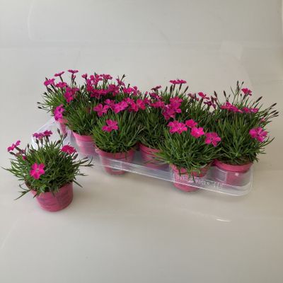 Dianthus kahori 