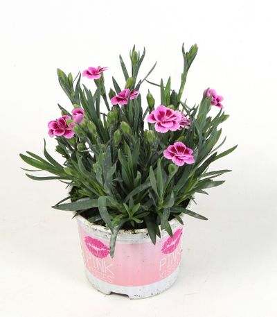 Dianthus of anjer pink kisses p12 h15