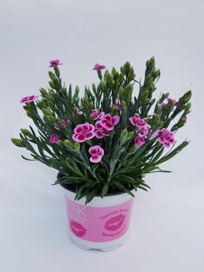 Dianthus pink kisses