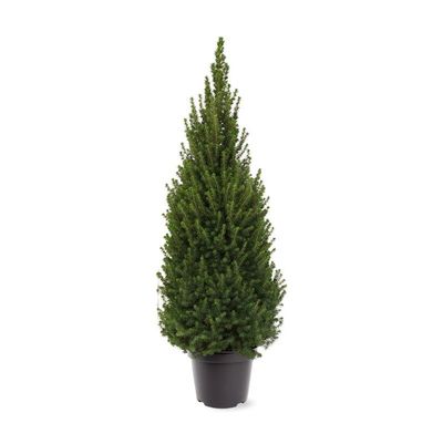 Picea glauca 'Perfecta'
