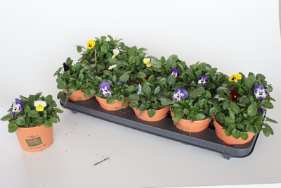 Eetbare violen   p12 h20