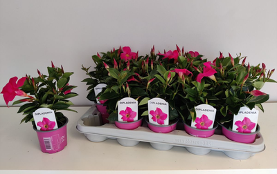 Mandevilla roze p10,5 lang bloeiend 