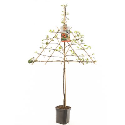 Appelboom malus domestica elstar leiboom