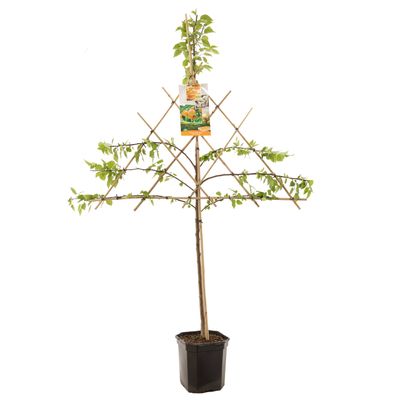 Abricotier prunus armeniaca en espalier