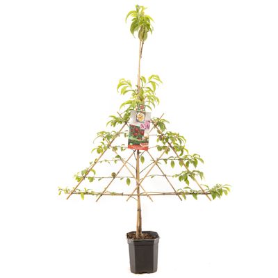 Nectarinier  prunus persica nucipersica blanchet  en espalier