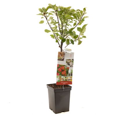 Appel patioboompje malus domestica elstar