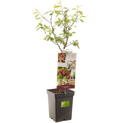 Prunier prunus domestica victoria patio