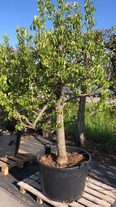 Peer oude boom pyrus communis 25 jarig conference