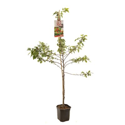 Pommier malus red sentinel (ornemental) basse tige
