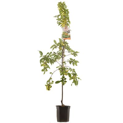 Sierappel malus professor sprenger laagstam