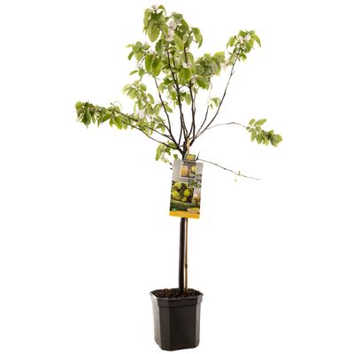 Cognassier cydonia oblonga forme de poirier basse tige