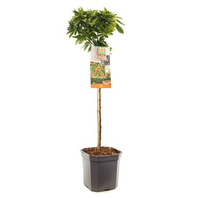 Pommier malus pom'zai nain