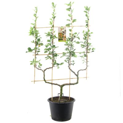 Pommier malus domestica cox's orange double-u