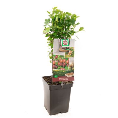 Groseillier rouge ribes uva-crispa hinnonmaki rood