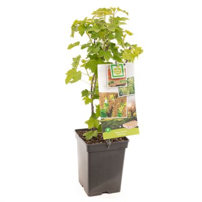 Groseillier blanc ribes rubrum 